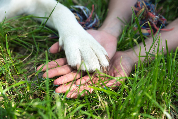 Νεαρή όμορφη γυναίκα στο πάρκο με το κατοικίδιο σκυλί της λευκό Λαμπραντόρ Retriever που υιοθετεί από το καταφύγιο ζώων για να του δώσει καλή ζωή και αγάπη. Γυναίκα λάτρης των ζώων με υιοθετημένο κουτάβι της διασκεδάζουν. - Φωτογραφία, εικόνα
