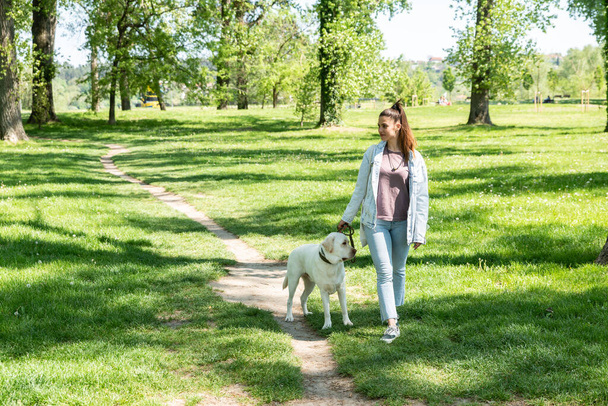 Young beautiful woman in the park with her pet dog white Labrador Retriever that she adopt from the pet shelter to give him good life and love. Female animal lover with her adopted puppy having fun. - Valokuva, kuva