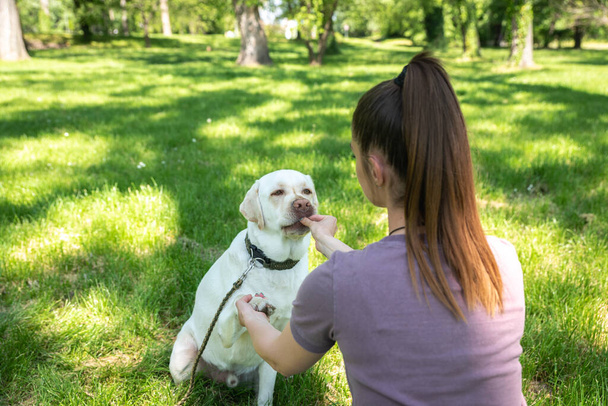 Fiatal gyönyörű nő a parkban az ő kisállat kutya fehér Labrador retriever, hogy ő elfogadja a kisállat menedéket, hogy neki jó életet és szeretetet. Női állat szerető vele adoptált kiskutya szórakozás. - Fotó, kép