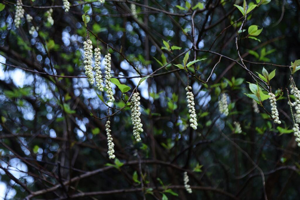 Stachyurus praecox (Kibushi) fleurs. Stachyuraceae arbuste caduc dioïque. Les fleurs sont attachées aux racèmes jaune pâle de mars à mai. - Photo, image