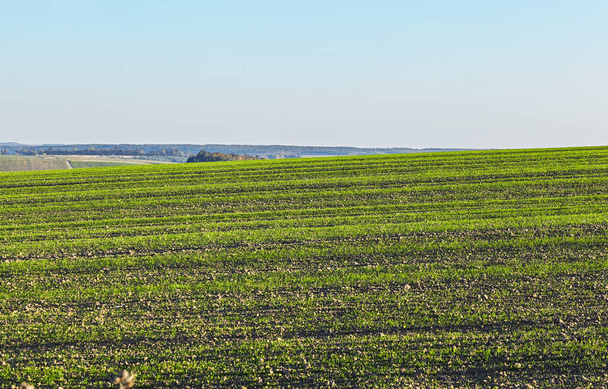 Prachtige fotografie van groen golvend veld op zonnige dag. Landbouwgebied van Oekraïne, Europa. Begrip agrarische industrie. Artistiek behang. Schoonheid van de aarde. - Foto, afbeelding