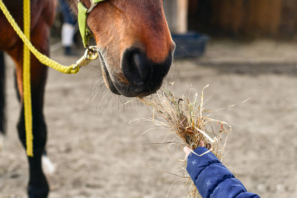 Een klein meisje voedt paarden met hooi uit haar handen. - Foto, afbeelding