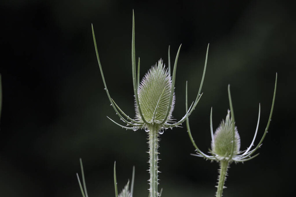 Spiny flower buds of a card thistle - Photo, Image