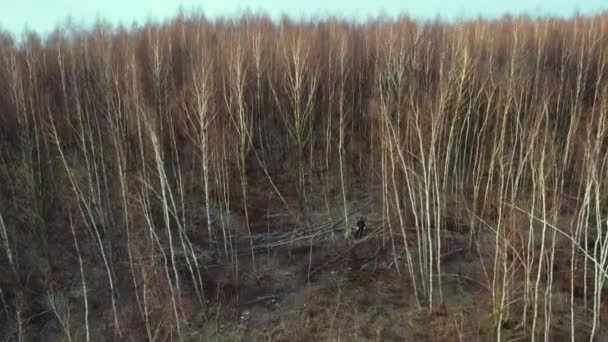 Cutting birch tree - Footage, Video