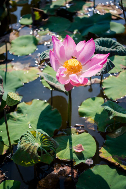 Luonto kuva: Lootuksen kukkia. Kauniita kukkia. Aika: 03 huhtikuu 2022. Sijainti: Ho Chi Minh City. Sisältö: Lotus on kaunis koristekasvi, jota monet ihmiset rakastavat. Puu on usein kasvanut ulkona koristekasvi. - Valokuva, kuva