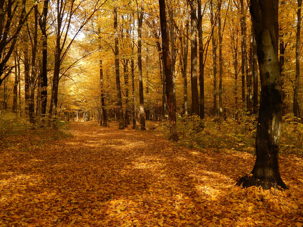 Wspaniały las w październiku - Zdjęcie, obraz