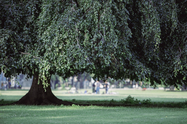albero in un parco, persone sullo sfondo - Foto, immagini