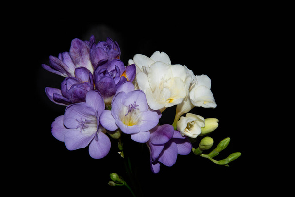 belas flores no fundo preto - Foto, Imagem