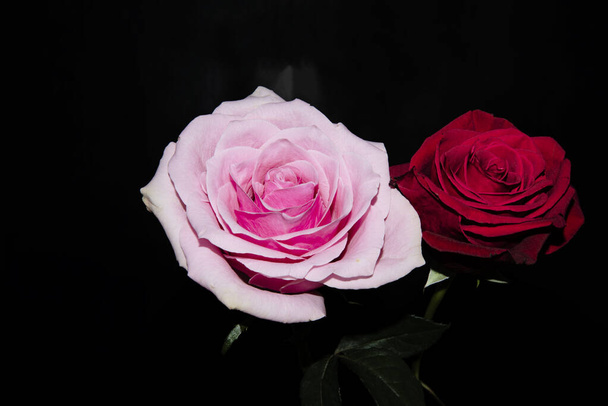 beautiful roses on dark background - Foto, imagen