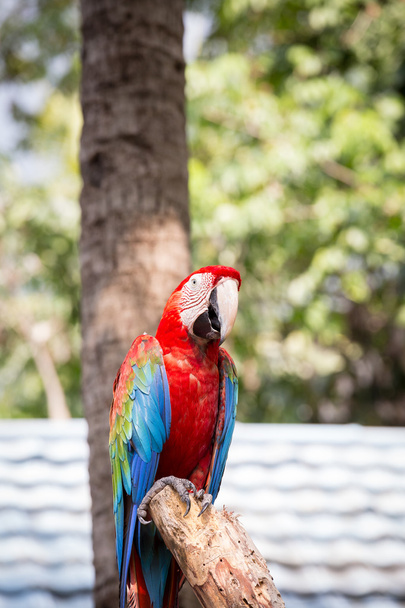 dieprode macaws op de boom - Foto, afbeelding