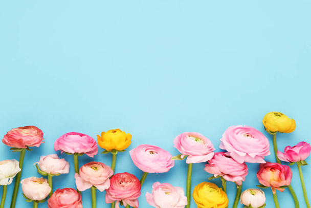 Colorful ranunculus flowers on a blue background. Mothers Day, Valentines Day, birthday concept - Фото, изображение