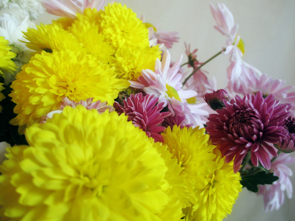 菊の花とデイジーのカラフルな花束 - 写真・画像