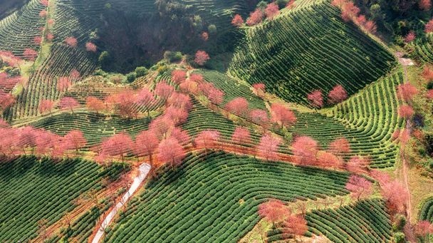 Sapa, Vietnam 'da kiraz çiçeği ve çay tepesi. Sa Pa, Vietnam 'ın kuzeybatısındaki Lao Cai eyaletinin eski Sa Pa Bölgesi' nin sınır kasabası ve başkentidir. - Fotoğraf, Görsel