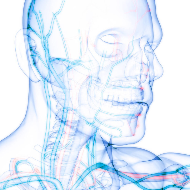 Anatomia del sistema circolatorio umano. 3D - Foto, immagini