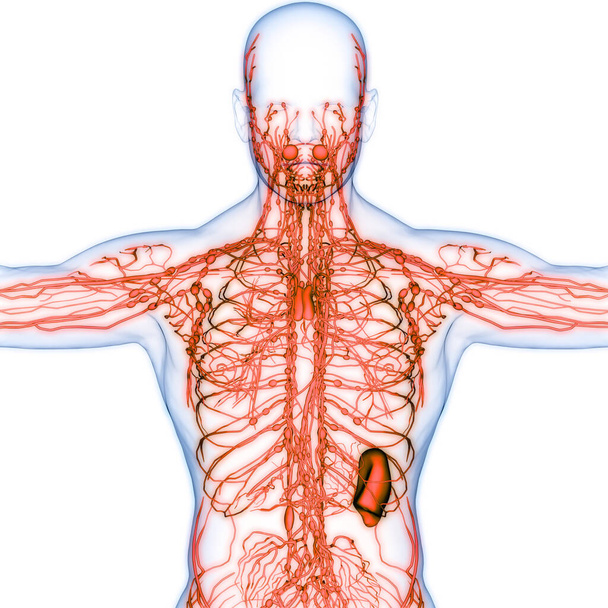 Людська внутрішня система Lymph Nodes Anatomy. 3D - Фото, зображення