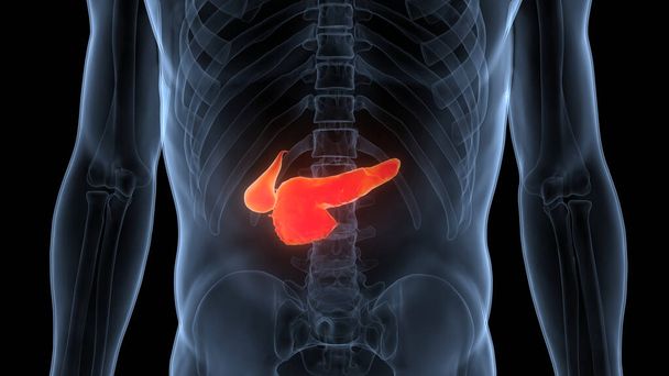 Anatomía del páncreas de órganos internos humanos. 3D - Foto, Imagen