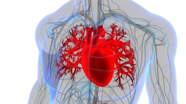 Herz-Anatomie des menschlichen Kreislaufsystems. 3D - Foto, Bild