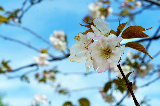 Gałąź z kwiatami migdałów nad błękitnym niebem - Zdjęcie, obraz