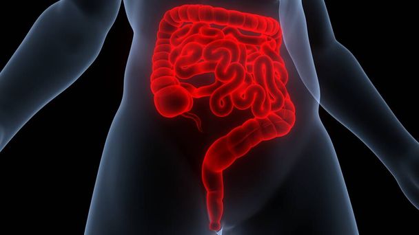 Anatomia del sistema digestivo umano. 3D - Foto, immagini