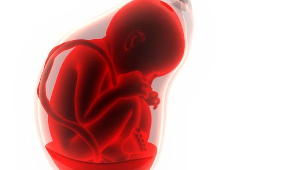Людина Fetus Baby in Womb Anatomy. 3D - Фото, зображення