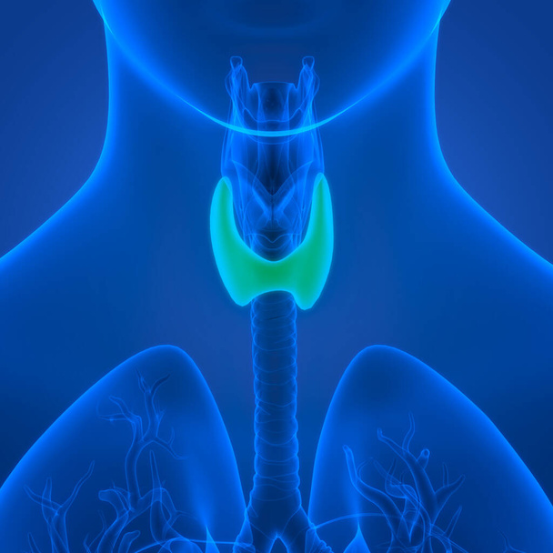 Анатомия щитовидной железы человека. 3D - Фото, изображение