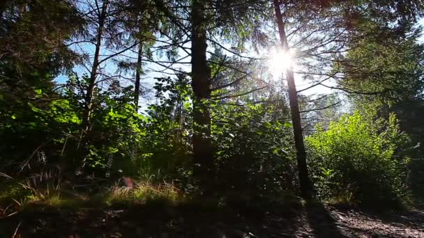 Reggel az erdőben. A nap sugarai áthaladnak a fákon. - Felvétel, videó