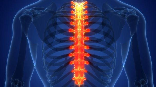 Columna vertebral de la médula espinal Vértebras torácicas de anatomía del sistema esquelético humano. 3D - Foto, imagen