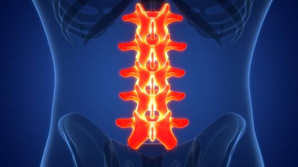 Colonna vertebrale Vertebrale Vertebre lombari del sistema scheletrico umano Anatomia. 3D - Foto, immagini