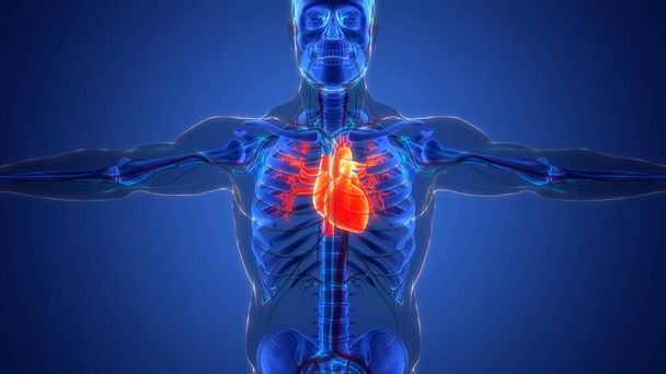 Système circulatoire humain Anatomie cardiaque. 3D - Photo, image