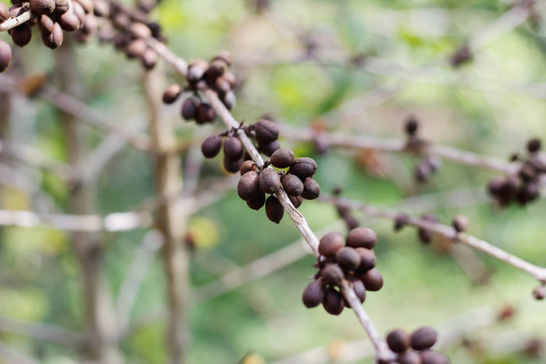 El rendimiento de los granos de café completamente maduros está listo para ser cosechado y procesado para la exportación por los agricultores que recurren a cultivos sustitutivos en lugar de la deforestación. Los granos de café son un cultivo comercial popular para la exportación. - Foto, imagen
