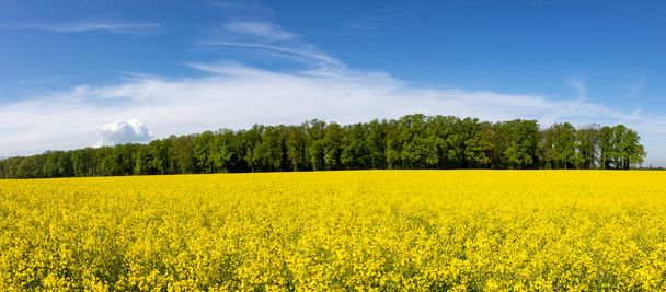 Brassica napus, flowering field of rapeseed, behind it is a row of trees - Photo, Image