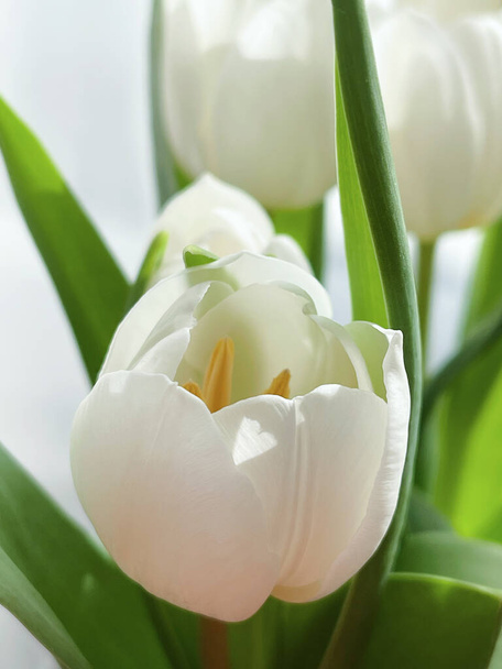 Boeket witte tulpen, mooie bloemen concept - Foto, afbeelding
