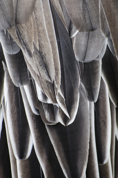 Ptačí křídlo detail textury - Fotografie, Obrázek