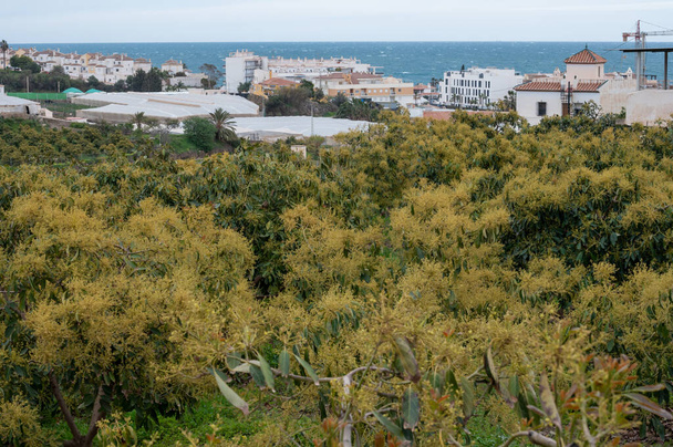 Fioritura primaverile di avocado sempreverde nelle piantagioni in Costa del Sol vicino a Nerja, Andalusia, Spagna - Foto, immagini
