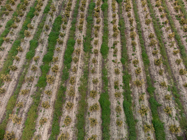 Veduta aerea su file di avocado sempreverdi nelle piantagioni in Costa Tropical, Andalusia, Spagna. Coltivazione di avocado in Spagna. - Foto, immagini