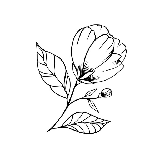 Divoký jarní list volně žijících květin izolován. krásné kvetoucí květiny tetování skica. Izolované květiny ilustrační prvek na bílém pozadí. - Fotografie, Obrázek