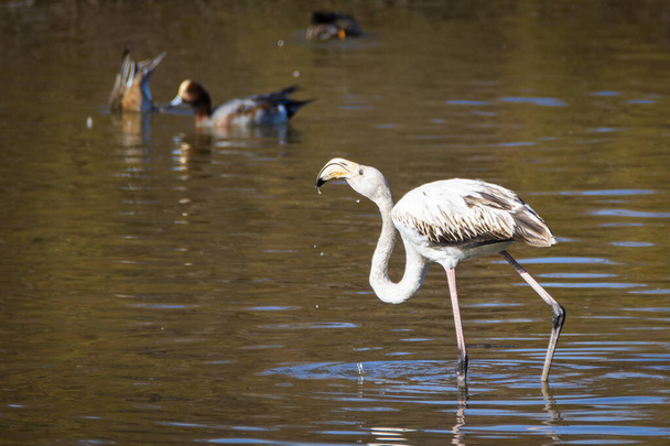 Flamingo, phoenicopterus ruber kansallispuistossa Donana Andalusiassa Espanja. - Valokuva, kuva