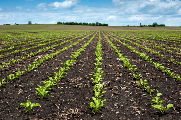 Reihen Zuckerrübenblätter sprießen auf Feld und blauem Himmel - Foto, Bild