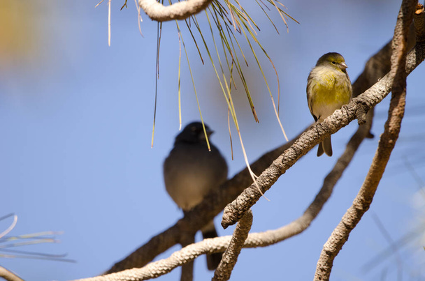 Atlantic canary and Tenerife blue chaffinch in the background. - Photo, Image