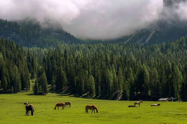 Beautiful meadow with horses near lake Misurina in Italian Alps. - Фото, зображення