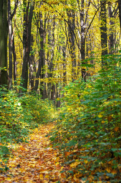 Golden autumnal forest with sunbeams - Foto, Imagen