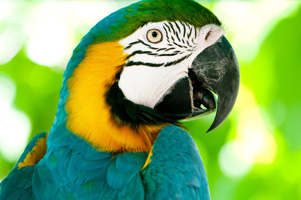 Kolorowy ptak papuga siedzi na grzędzie - Zdjęcie, obraz