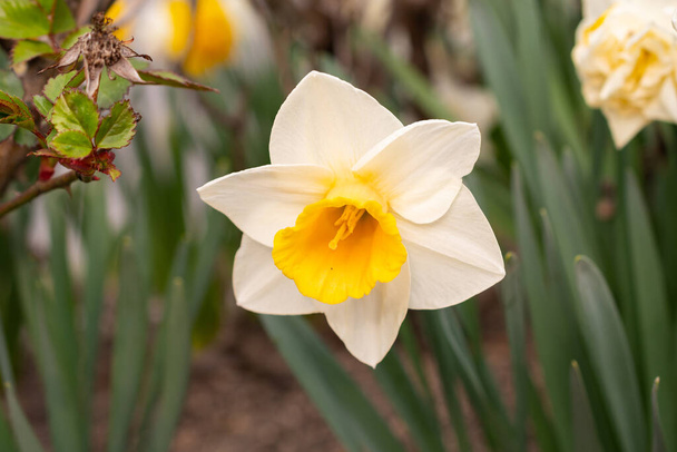 Werdenberg, Suíça, 29 de março de 2022 Flor de uma flor branca selvagem de Daffodil ou Narcissus Pseudonarcissus em um parque na primavera - Foto, Imagem