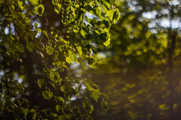 Defocus fresh green tree leaves, frame. Natural background. Closeup beautiful view of nature green leaf on blurred background with sunlight and copy space. summer wallpaper. Bokeh. Out of focus. - 写真・画像