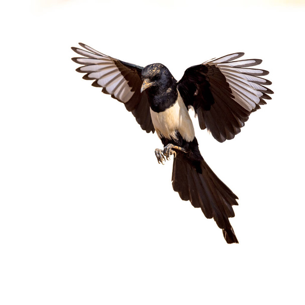 Euraasian Magpie (Pica pica) Flying on Bright Background ja katsot kameraa Extremadurassa, Espanjassa. Huhtikuu. Luonnonvaraisista eläimistä ja kasveista Euroopassa. - Valokuva, kuva