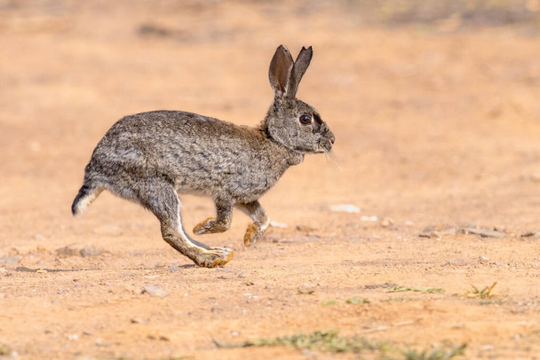 Wild European Rabbit (Oryctolagus cuniculus) or Coney is a species of Rabbit native to the Iberian Peninsula. It has been widely Introduced elsewhere. Andujar, Spain. Wildlife Scene of Nature in Europe. - Photo, Image