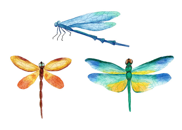 Watercolor hand drawn illustration of three bright vivid dragonfly insects. Natural forest dragonflies in blue yellow green orange colors. Wild wildlife nature ecology concept - Foto, immagini