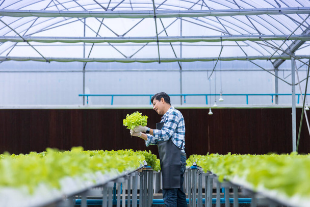 Feliz agricultor local asiático comprobando la salud de las plantas dentro del invernadero de lechuga de ensalada de roble verde utilizando el sistema hidropónico en enfoque orgánico para las empresas familiares - Foto, Imagen