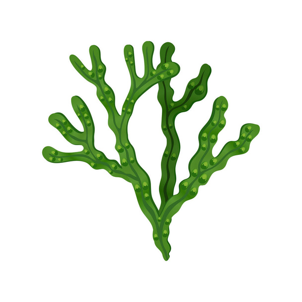 Algas marinas Ilustración plana - Vector, Imagen