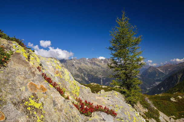 Summer scenery in the French Alps with Larix trees and sharp peaks - Photo, Image